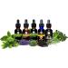 Cedar Bear Herbal Detox Liquid Supplement - Deep Cleansing for Organs & Tissues - 1 Fl Oz - Buy Online on GoSupps.com
