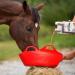 Ewalia Cervical Juice - Soothing Food Supplement for Horses - Promotes General Well-being - Natural Herbal Formula for Vitality - Developed with Veterinarians - 3 x 1 L - Buy Online on GoSupps.com