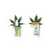Garnier Bio Hemp Night Oil - Vegan Facial Care for Relaxation & Regeneration | 30 ml (Pack of 3) - Best for Stressed Skin - Buy Online on GoSupps.com
