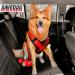 SAVEDOG Safety Harness for Medium Dogs | Car Chest Harness - Secure & Comfortable - Buy Online on GoSupps.com