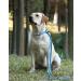 Buy Lynxking Dog Leash Tow Lines - Fleece Retriever Leash for Small Medium & Large Dogs (1.3cm x 180cm Blue) - Durable & Comfortable - Buy Online on GoSupps.com