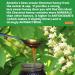 Antonio's Pure Natural Raw Certified Organic Chestnut Honey 1kg Antioxidant & Mineral Rich Unpasteurised Unfiltered Unheated Bee Honey Jar Single Origin The Raw Honey Shop Chestnut 1kg (Pack of 1) - Buy Online on GoSupps.com