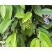 Buy Mandoi Organic Cub Pepper 50g - Premium Stem Pepper from Java Indonesia - Eco-Friendly Small Farmers Project - Buy Online on GoSupps.com