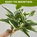 2 Bouquets Artificial Hostas 17.71in Tall Realistic Fake Dieffenbachia with 14 Leaves Low-Maintenance Indoor Aesthetic Artificial Greenery for Wedding Garden Home Office Decor Fake Plants - Buy Online on GoSupps.com
