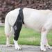 Hip Brace for Dogs Dog Back Leg Brace | Back Leg Hip Support with Metal Strip High Elasticity Breathable Leg Protector for Recovery Period Tmay Black Small - Buy Online on GoSupps.com