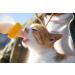 Pure Goat Milk Powder for Humans Cats & Dogs - Additive-Free | Foozia (250g) - Buy Online on GoSupps.com