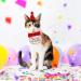 Amaxiu Small Dog Cat Birthday Hat Scarf Set Cute Pet Birthday Bandana Party Supplies Puppy Happy Birthday Decorations Embroidered Birthday Gift for Girls Boys Kitten Dog (Red) - Buy Online on GoSupps.com