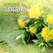 Rhodiola Rosea Capsules | 120 Rosavin Plus Salidrosides | Siberian Rhodiola Extract Supplement | 300mg Vegan Pills for Energy, Stress Relief, Mood Support & Focus - Buy Online on GoSupps.com