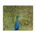 x 'Peacock Display' Microfiber Lens/Eyeglass Cleaning Cloths (LC00022383)