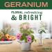 Mrs. Meyer's Geranium Air Freshener Sachets - Pack of 3 for Locker, Car, Closet, Gym Bag - Buy Online on GoSupps.com