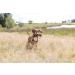 Buy TRIXIE 32192 Dog Activity Preydummy - Pack of 2 ( 7 x 18 cm) | Ideal for International Shipping - Buy Online on GoSupps.com