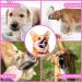 Singwow Adjustable Dog Muzzle | Prevent Biting, Barking, Chewing | Air Mesh Breathable | Small Medium Large Dogs (S) - Buy Online on GoSupps.com