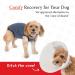 BellyGuard Dog Recovery Suit - Comfortable Cone Substitute for Dogs - Stretch-Fit Cotton Material - Adjustable Rear Flap - Medium Grey - Buy Online on GoSupps.com