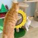 Sunflower Cat Scratching Post - Interactive Sisal Scratcher Board for Kitten & Cat | 18x12 Inch - Buy Online on GoSupps.com