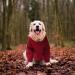 Waterproof Winter Dog Coat | Warm Jacket & Sweater for Puppies | Medium Dog Fleece Hoodie | Autumn Pet Clothing - Buy Online on GoSupps.com
