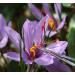 Saffron Crocus 25 Bulbs + Saffron Bulb Food | Crocus Sativus | Fast Shipping - Buy Online on GoSupps.com