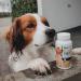 Reavet Fur & Skin Tablets for Dogs - 120 Pieces | Dermatosis Hair Loss & Skin Support - Buy Online on GoSupps.com