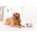 Peggy11 6-Cup Stainless Steel Anti-Slip Dog Bowls - Set of 2 - Buy Online on GoSupps.com