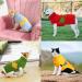 Catwear Diamond Pattern Winter Dog Sweater | Soft Knitting Wool Pet Clothing for Cold Weather | XS Hazeblue - Buy Online on GoSupps.com