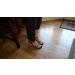 Ankle Monitor Cover by Elderbrook | Comfortable & Discreet Protection for Your Device - Buy Online on GoSupps.com