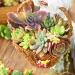 10 Assorted Rare Succulent Cuttings - Perfect for Terrariums, Gardens, and DIY Projects - Unique Wedding Decor Gift - Easy to Grow! - Buy Online on GoSupps.com