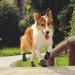 Petloft Anti-Slip Dog Socks - 4 Pack Indoor Slide-Resistant Socks for Small & Medium Dogs Adjustable Fastening Tape Perfect for Puppies & Older Pets (Brown Paw Size M) - Buy Online on GoSupps.com