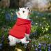 Waterproof Winter Dog Coat | Warm Jacket & Hoodie for Small Dogs - XS 1107debka Red - Buy Online on GoSupps.com