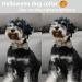 Adjustable Blue Pumpkin Dog Collar - Halloween Pet Accessory | Large Halison Cotton Band - Buy Online on GoSupps.com