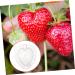 POPETPOP 10 Pcs Fruit Shaping Fruit Plastic Fruit Watermelon White Gardening Supplies 4.5x4cmx2pcs Whitex2pcs - Buy Online on GoSupps.com