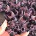 Hot Day Crystal Cluster Coffee Amethyst Processing from The Crystal Cluster Home Collections - Buy Online on GoSupps.com