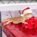 Petyoung Reptiles Hat & Scarf Set for Lizards Bearded Dragons Geckos - Christmas Hat Shell Red Leash & Dishes - Perfect Gift for Small Animals - Buy Online on GoSupps.com