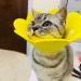 3Pcs Cat Recovery Collar Set - Sunflower Neck Cone for Anti-Licking & Biting - Pink Orange Yellow - Buy Online on GoSupps.com