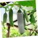 OFFSCH 2pcs Melon and Fruit Shaping Mold Cucumber Growing Cucumber Forming Shape Cucumber Heart Shape Heart Shaped Cucumber Star Mold Cucumber Shaping Molds Rigid Plastic Gourd - Buy Online on GoSupps.com