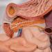 Human Digestive System Model - 3 Part Anatomical Display | Educational Tool for Anatomy Lessons - Buy Online on GoSupps.com