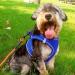 Joyal Dog Harness - Reflective Soft Padded & Breathable Mesh for Small to Medium Dogs | King Blue (L: 47-55cm) - Buy Online on GoSupps.com