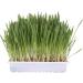 TRIXIE 4236 Cat Grass Seed Refill Bag | 100g for Cats | Grow Fresh Cat Grass at Home - Buy Online on GoSupps.com