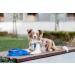 Chaba Guard Dog Harness for Medium Dogs - Adjustable No-Pull Control Harness - Comfortable Lightweight Design for Running - Anti-Choke Step-In Harness in Blue - Buy Online on GoSupps.com
