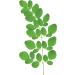 Prairie Naturals Organic Moringa Leaf Powder - 200 Gram - Buy Online on GoSupps.com
