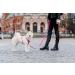 Chaba Guard Dog Harness for Small Dogs - Anti-Pull & Adjustable Step-In Control Harness - Lightweight Fuchsia & Pink Design - Ideal for Running - Buy Online on GoSupps.com