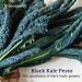 Seggiano Black Kale Pesto 200g - Vegan, GMO-Free, Gluten-Free, Suitable for Coeliacs - Made in Sicily - Perfect Pasta Sauce - Buy Online on GoSupps.com