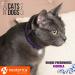 Cat Calming Collar - Feline Calm Pheromones for Stress Relief and Anxiety - Helps with Aggression and Fighting - 2 Count Pack - Buy Online on GoSupps.com