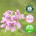 Geranium Essential Oil 4 fl oz (118 ml) Glass Bottle w/Cap 100% Pure GreenHealth - Buy Online on GoSupps.com