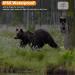 Follow WLAN Wild Camera 24MP 1296P - Wireless Night Vision 23m Range IP66 Waterproof 0.3s Trigger Speed for Wildlife Tracking - Buy Online on GoSupps.com