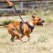 POPOT No Pull Dog Harness | Reflective Pet Vest for Daily Training & Walking | Control Handle | Red Medium - Buy Online on GoSupps.com