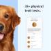 Wisdom Panel Essential Dog DNA Test Kit: Accurate Breed ID, Ancestry & Health | 25+ Conditions | Traits | Relatives - 1 Pack - Buy Online on GoSupps.com