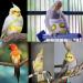 MNSYD Bird Diapers Flight Suite Liners Washable Reusable Protective Parrot Nappy Clothes with Water Resistant Inner Layer Cute Urine Wet Suit for Parrot Macaw Budgies Parakeet B series kiwi fruit S - Buy Online on GoSupps.com