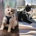 Fayogoo Cat Dishes - Durable Linen Cat Bowls with Breakaway Leash | International Shipping - Buy Online on GoSupps.com