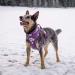Hurtta Weekend Warrior Dog Harness - Size 60-80cm Currant - Durable & Adjustable for International Shipping - Buy Online on GoSupps.com