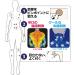 ROIHI-TSUBOKO COOL 156 PAIN RELIEF PATCHES - Buy Online on GoSupps.com