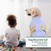 Kuoser Light Blue Dog Recovery Suit | Anti-Lick & Leakage Protection | XS for Male & Female Dogs After Surgery - Buy Online on GoSupps.com